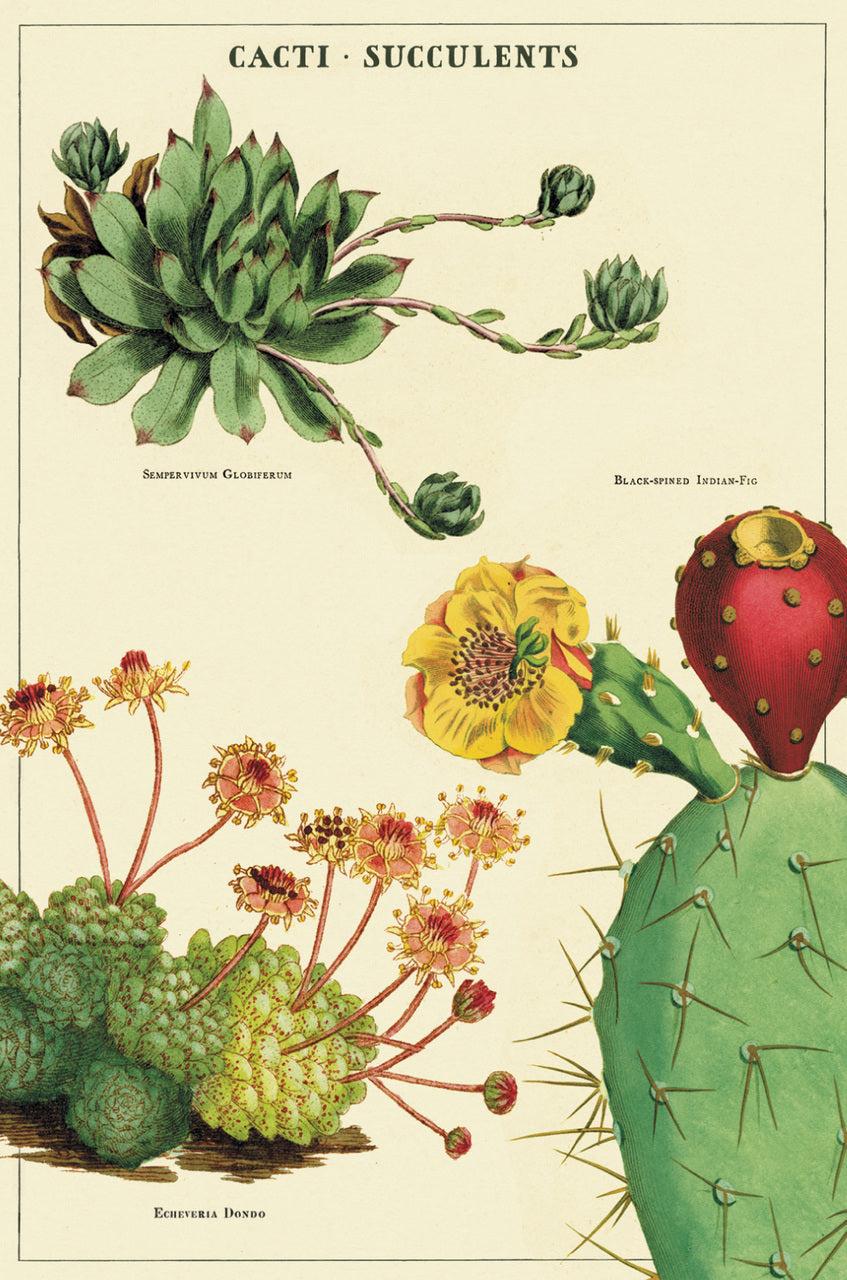 Cacti & Succulents Vintage Postcards