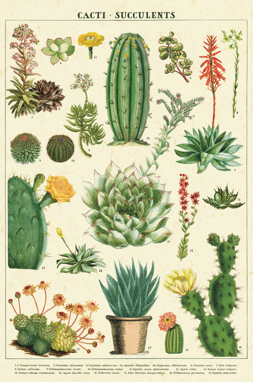 Cacti & Succulents Vintage Postcards