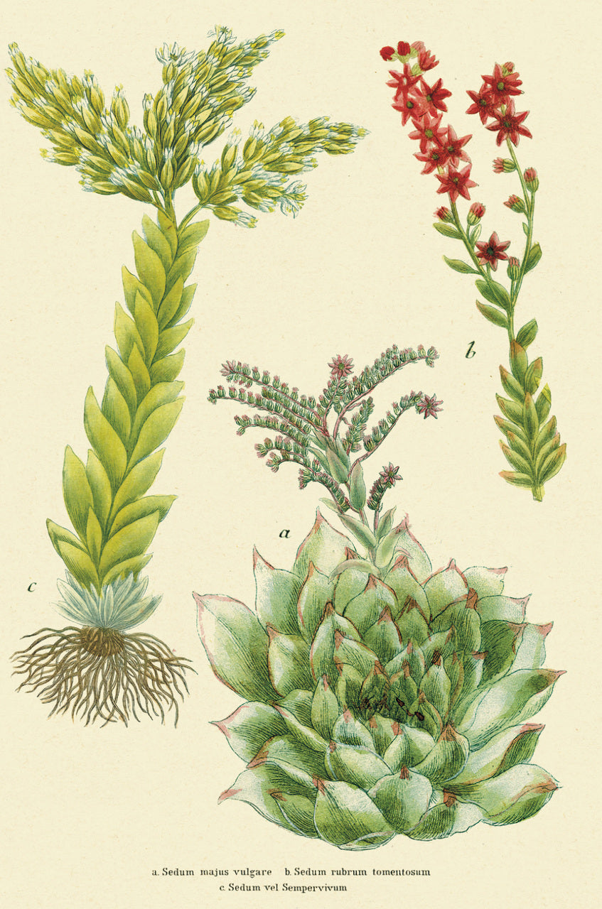 Cacti & Succulents Vintage Postcards