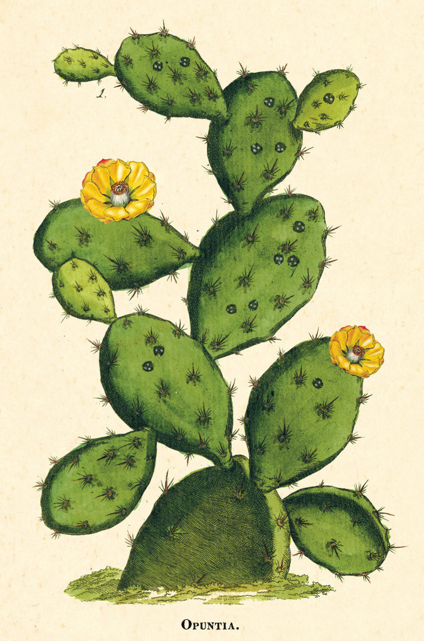 Cacti & Succulents Vintage Postcards