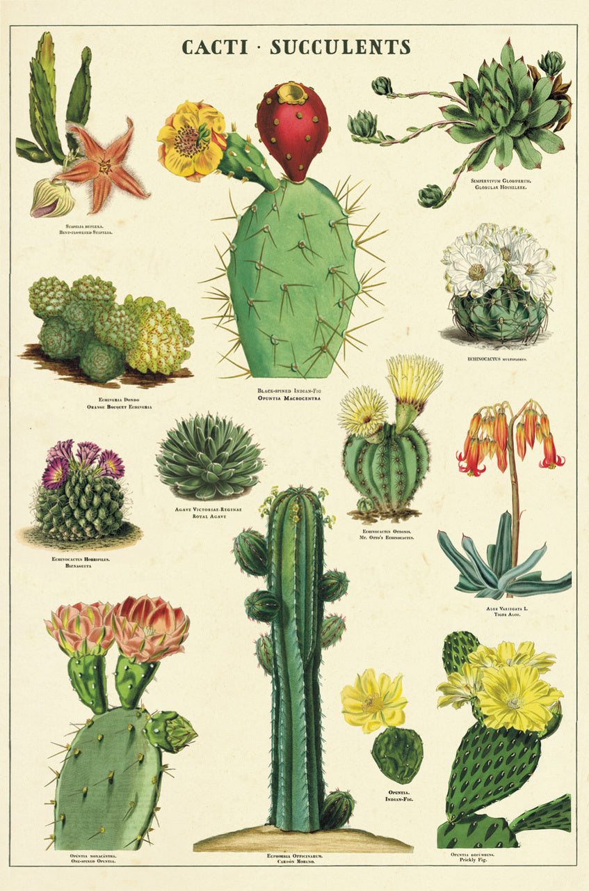 Cacti & Succulents Vintage Postcards
