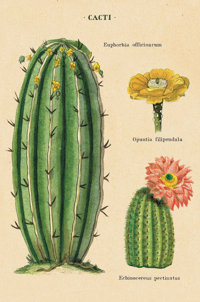 Cacti & Succulents Vintage Postcards