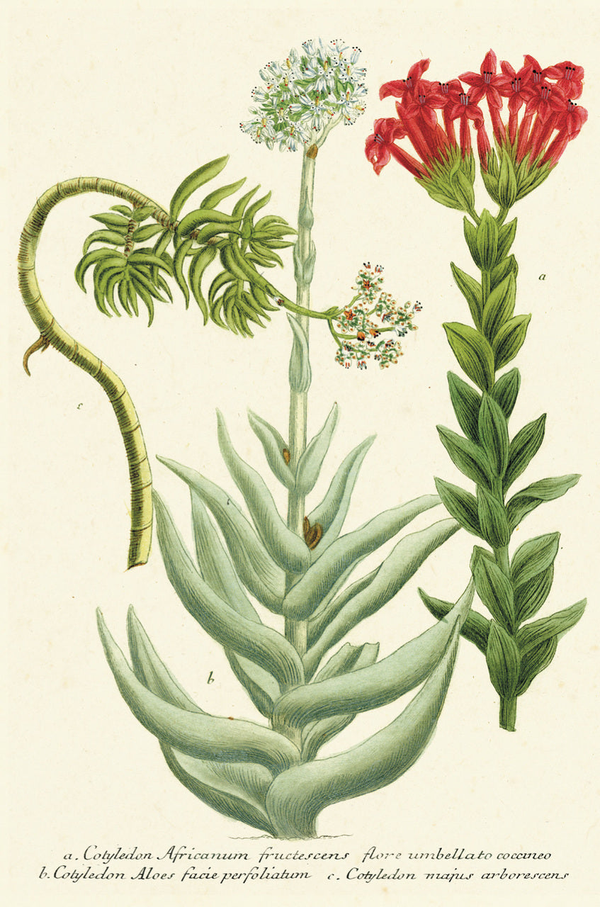 Cacti & Succulents Vintage Postcards