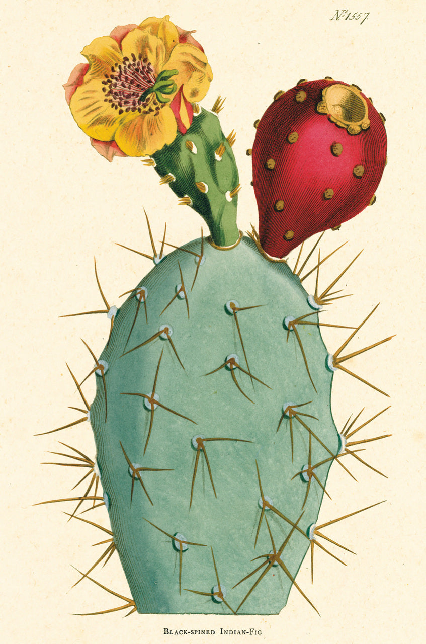 Cacti & Succulents Vintage Postcards