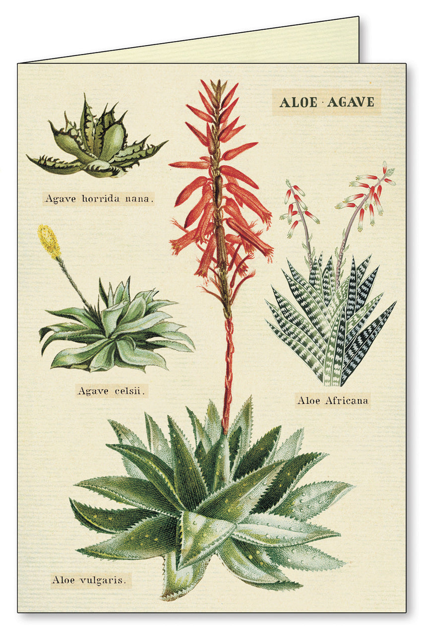 Cacti & Succulents Boxed Notecard Set