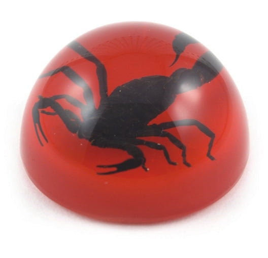 Black Scorpion Small Dome Paper Weight