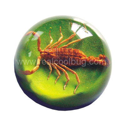 Golden Scorpion Large Dome Paper Weight