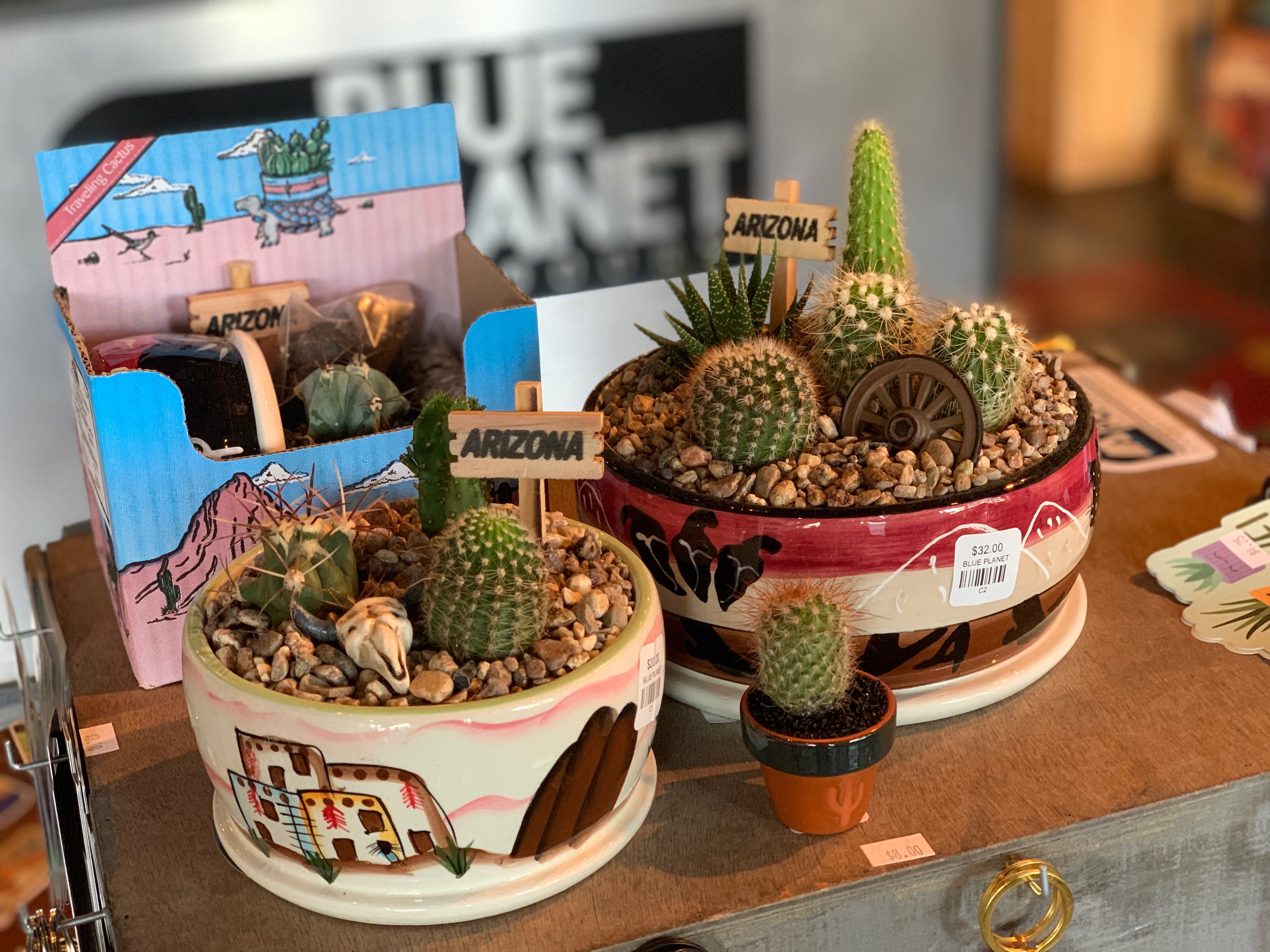 Cactus Plants & Seed Kits