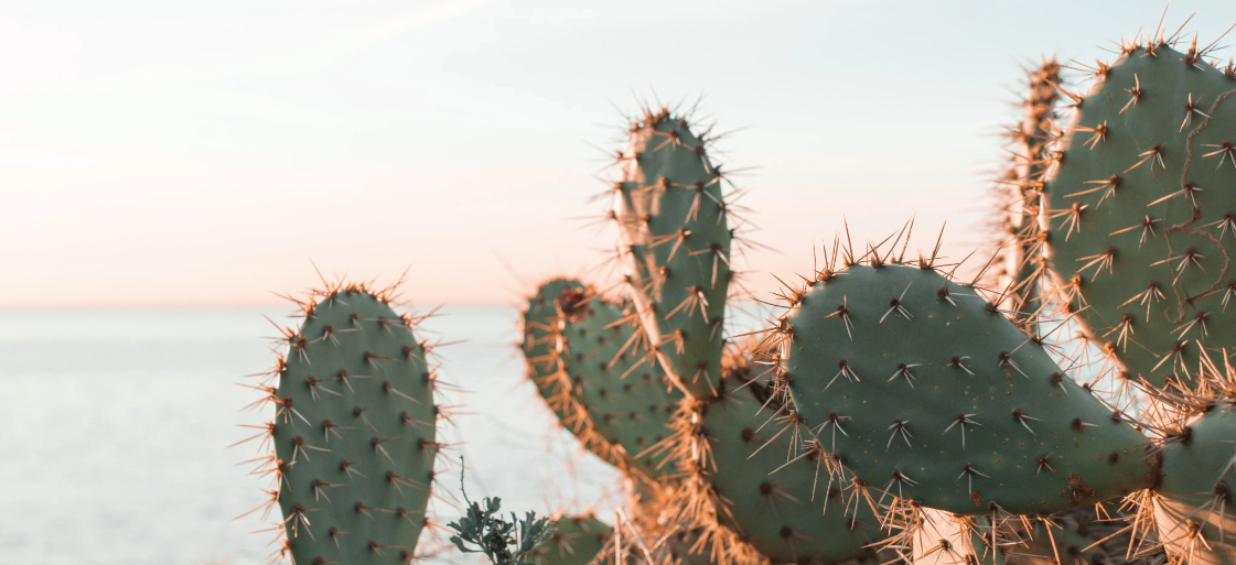 The Cactus Lover