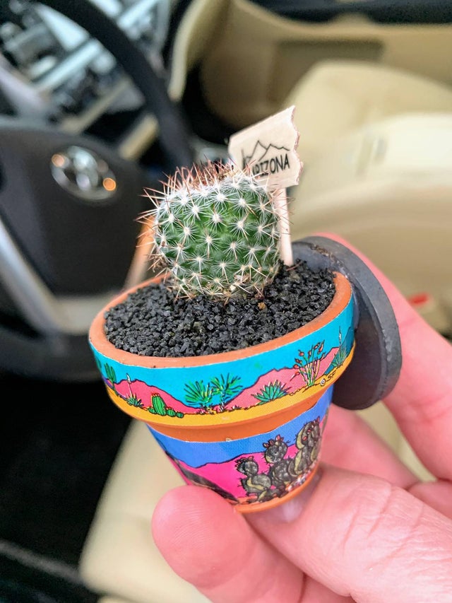 Desert Gatherings Live Cactus Magnet