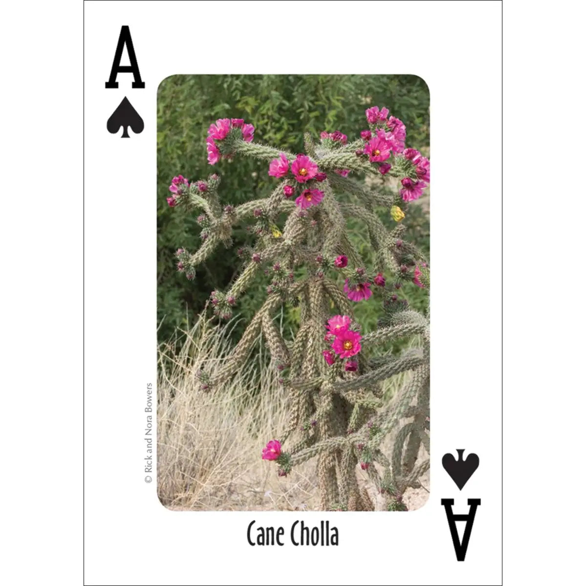 Cacti of the Southwest Playing Cards