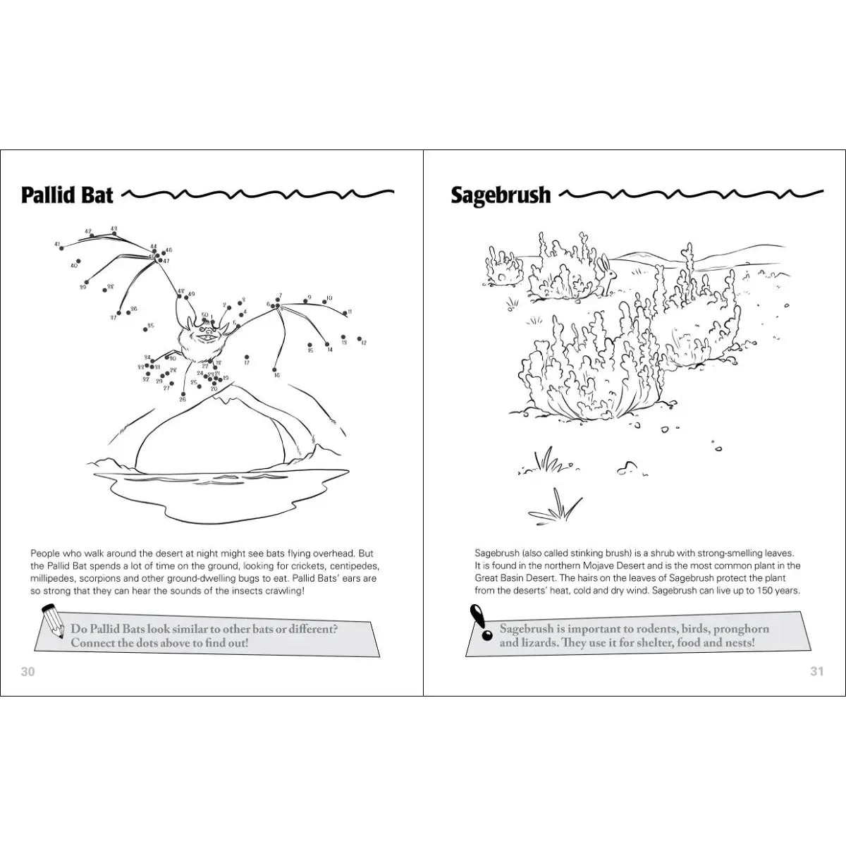 Desert Life of the Southwest Activity Book