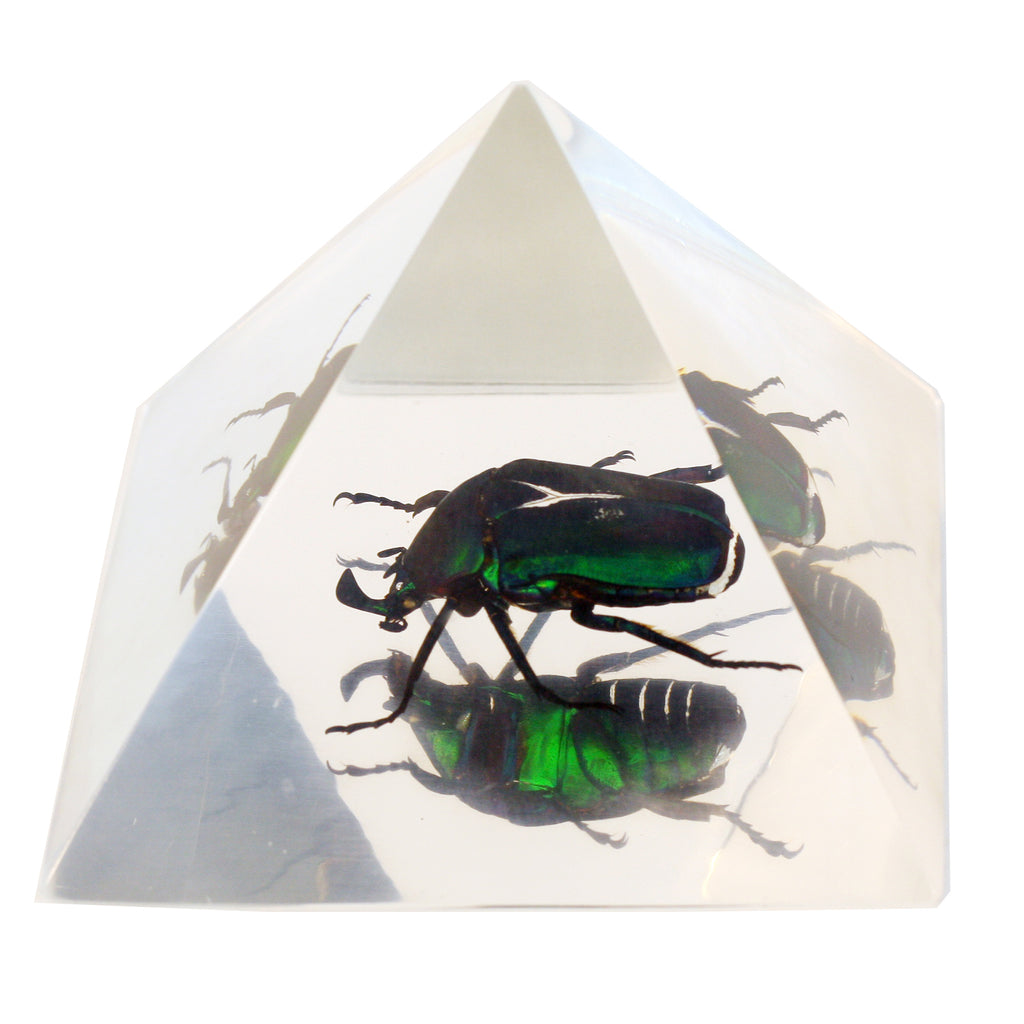 Chafer Beetle Pyramid