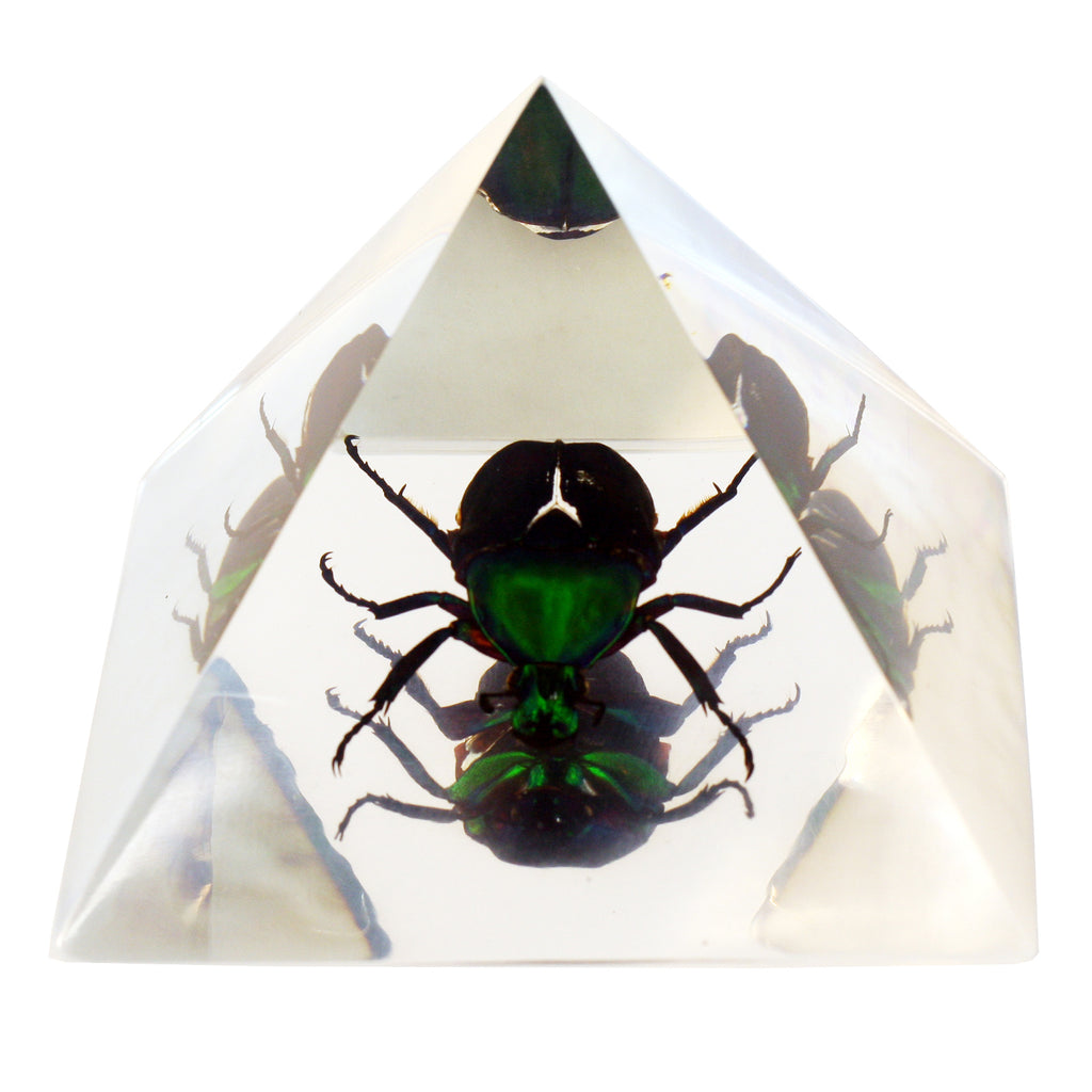 Chafer Beetle Pyramid