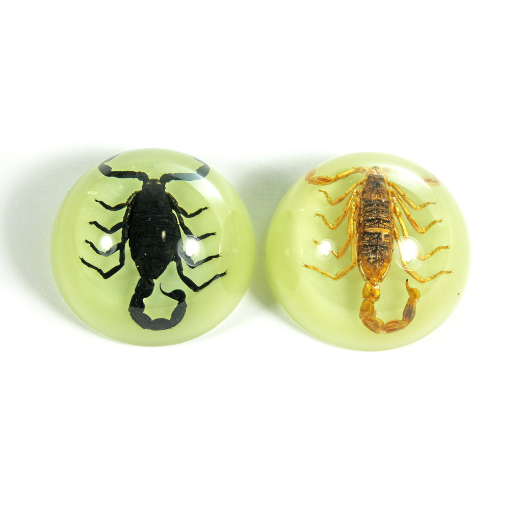 Glow-in-the-Dark Scorpion Magnets