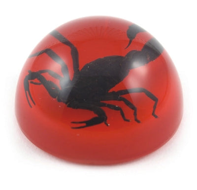 Black Scorpion Small Dome Paper Weight