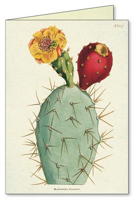 Cacti & Succulents Boxed Notecard Set
