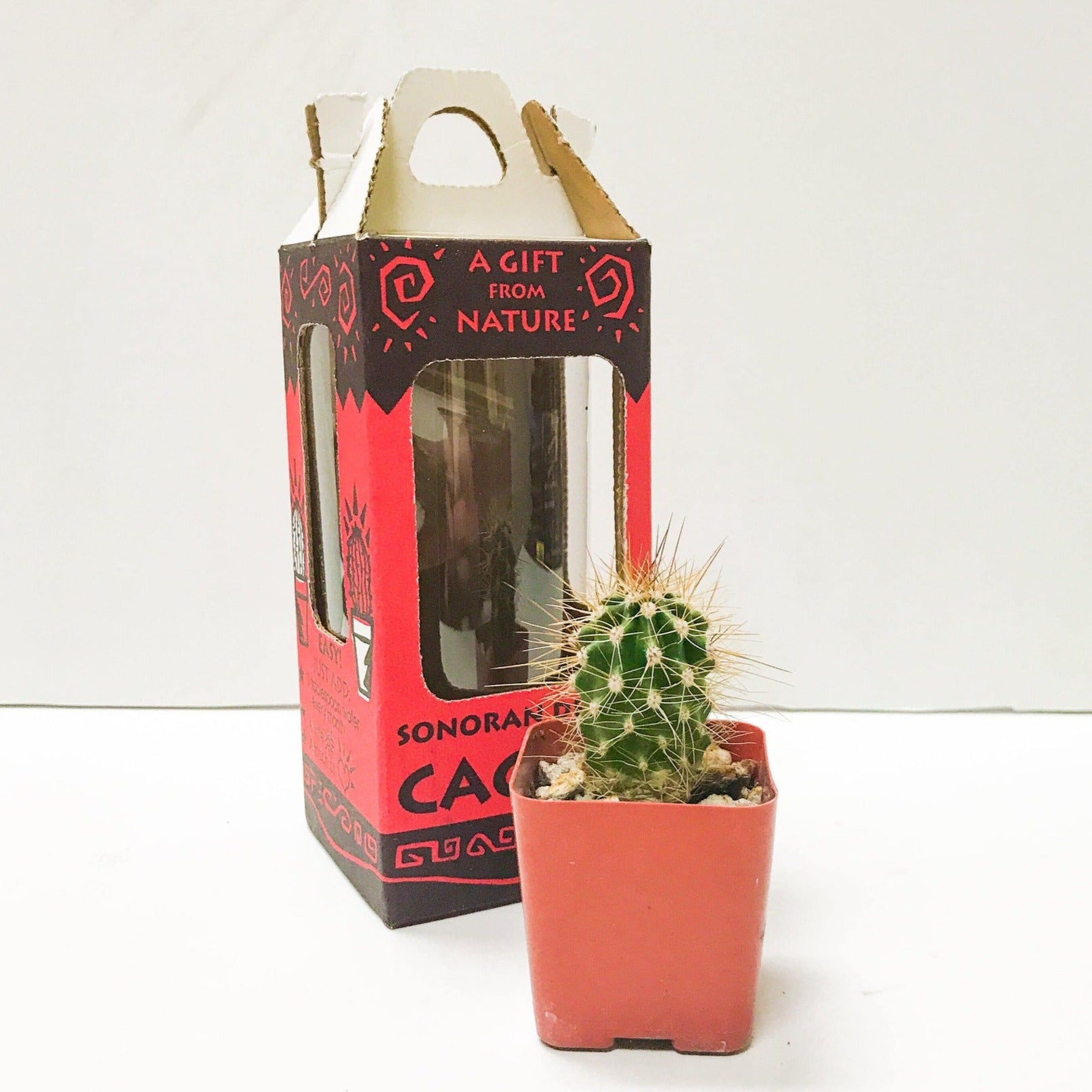 Live Saguaro Cactus
