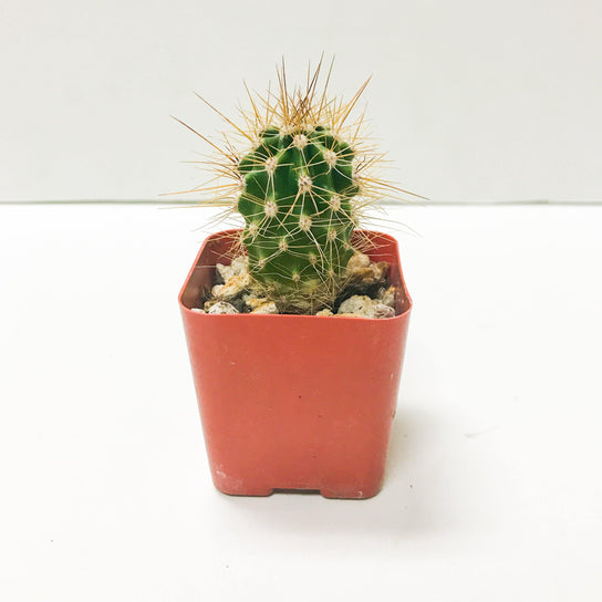 Live Saguaro Cactus