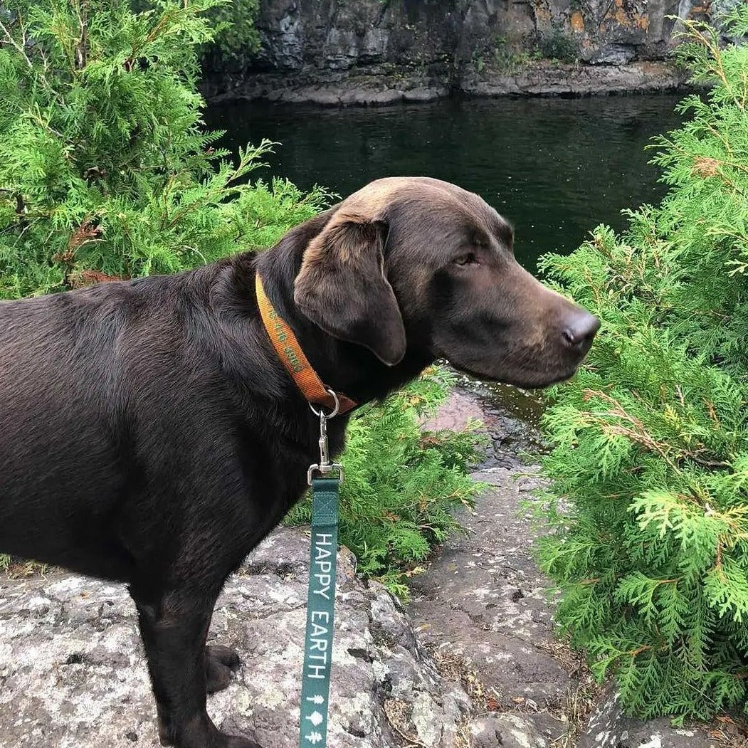 Arboretum Recycled Dog Leash